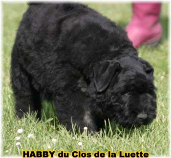 CHIOT Bouvier des Flandres  de l'Elevage du CLOS DE LA LUETTE - COPYRIGHT DEPOSE